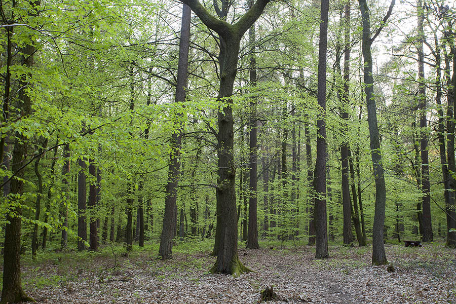 Wald bei Heiligenroth darf nicht gerodet werden. Symbolfoto WW-Kurier