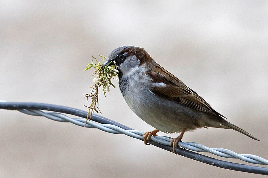 Der Sperling oder Spatz ist sicherlich der am häufigsten vorkommende Vogel. Foto: Wolfgang Tischler