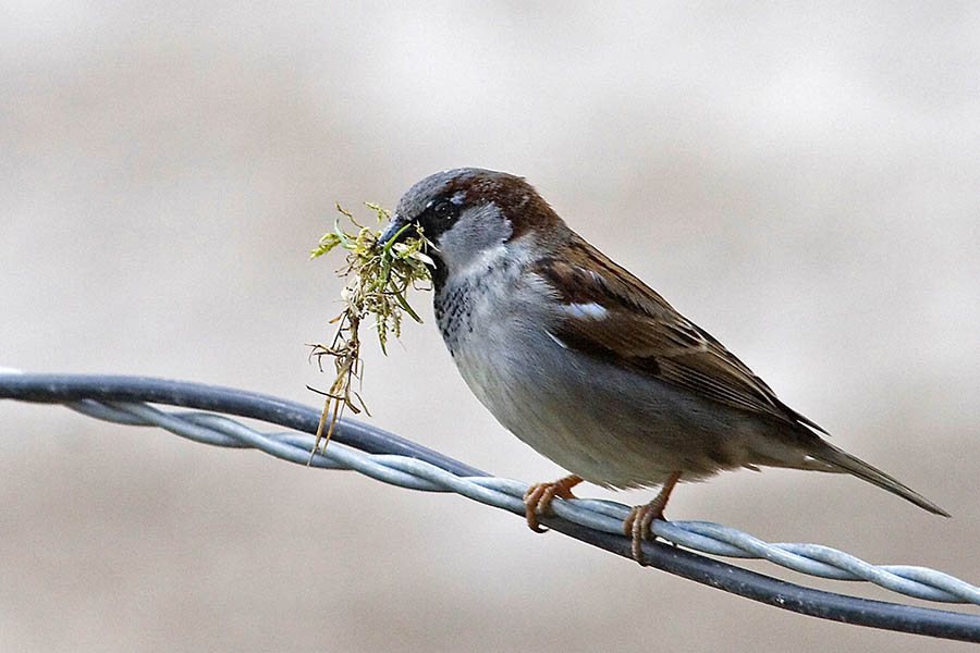 Der Sperling oder Spatz ist sicherlich der am hufigsten vorkommende Vogel. Foto: Wolfgang Tischler