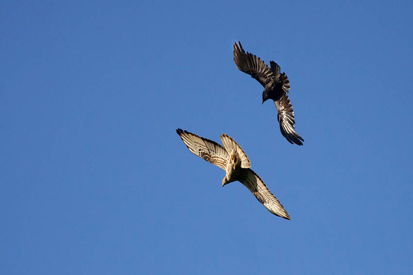 Bussard attackiert Wanderer im Wald bei Hardert