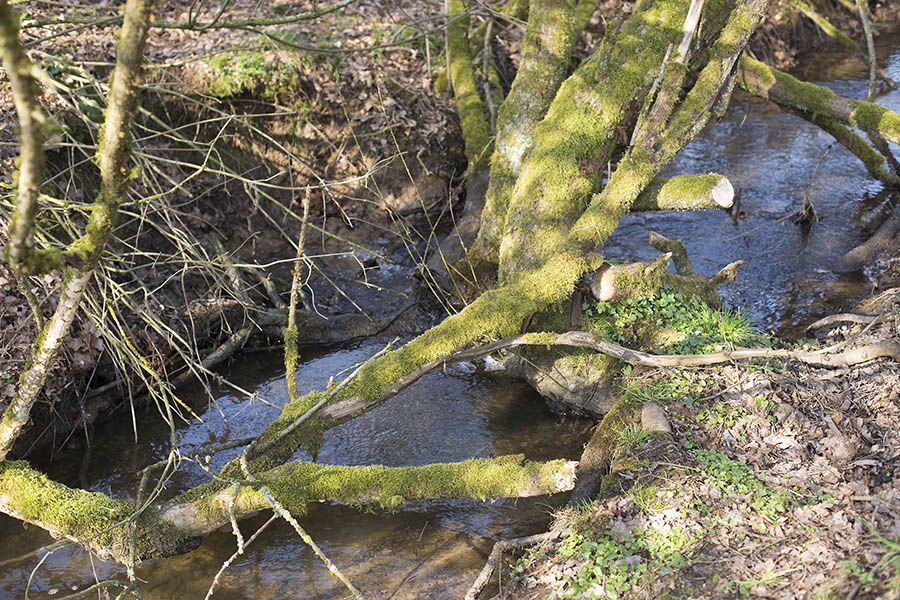 Wasserentnahme schadet Bchen