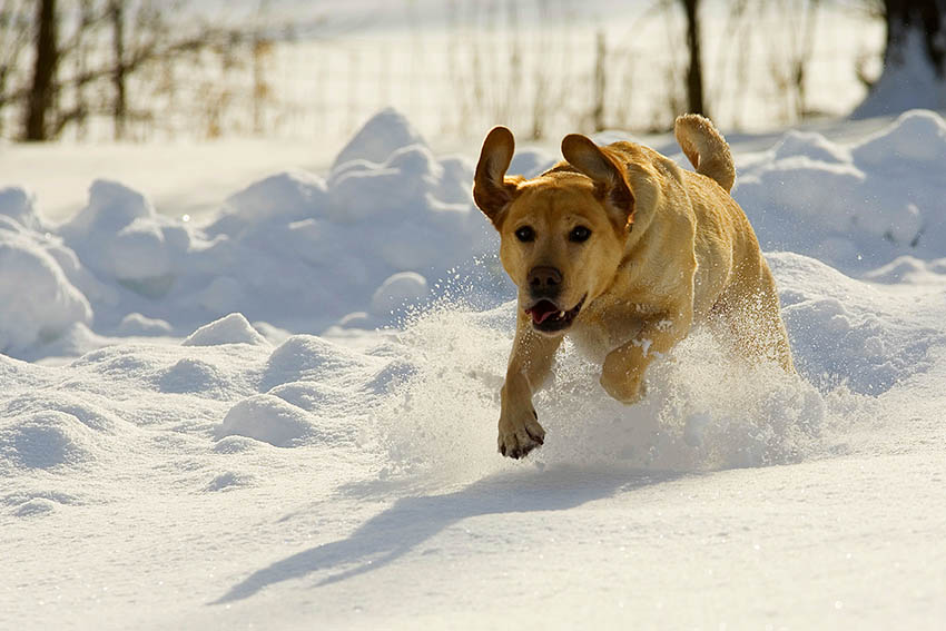 Hunde lieben den Schnee. Foto: Wolfgang Tischler