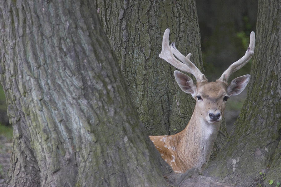 Wie verhalten sich Wildtiere bei Sturm?