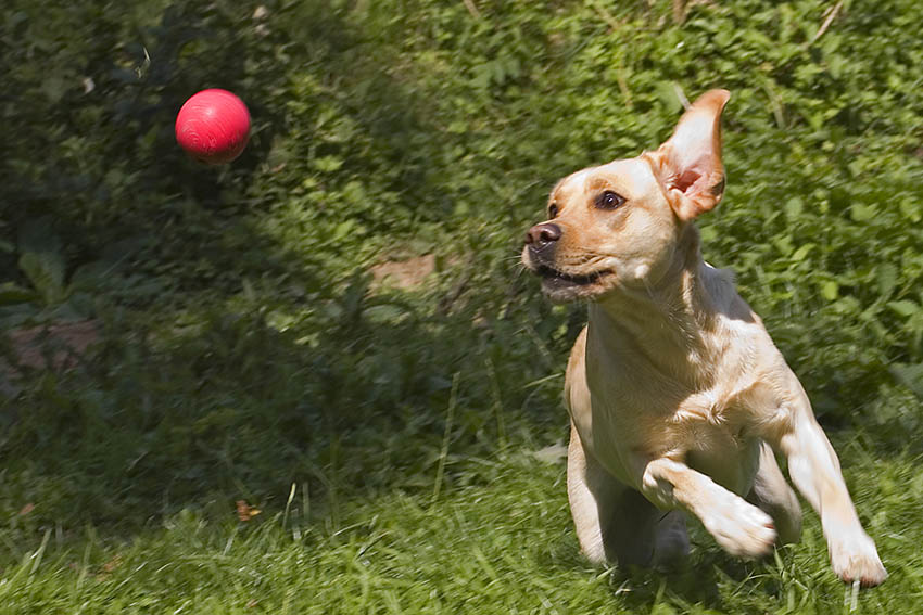 Hundesteuerbescheide in Bad Honnef gelten dauerhaft