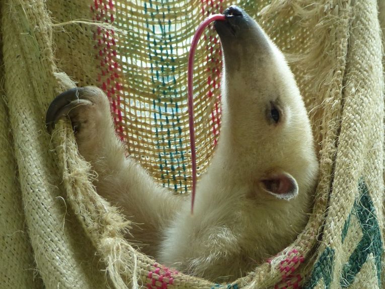 Tamandua im Zoo Neuwied. Fotos: Zoo