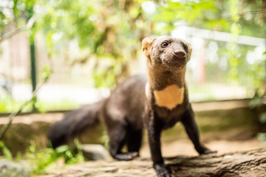 Tayra. Fotos: Zoo Neuwied