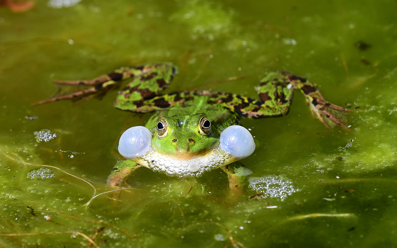 Westerwlder Naturschutzinitiative sucht Amphibienschtzer