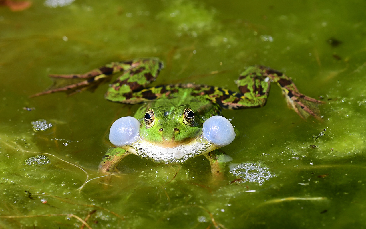 Die NI setzt sich fr den Teichfrosch ein. (Foto: Harry Neumann) 