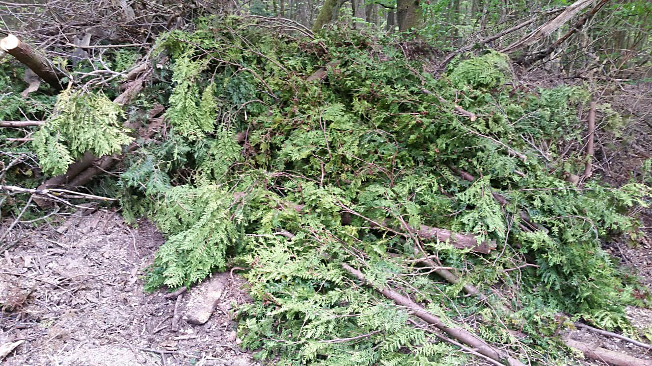 Ablagerung einer abgesgten Thuja-Hecke am Rand eines Waldweges in der Gemarkung Rodenbach bei Puderbach. Foto: Landesforsten Rheinland-Pfalz / Eckard Hoffmann. 