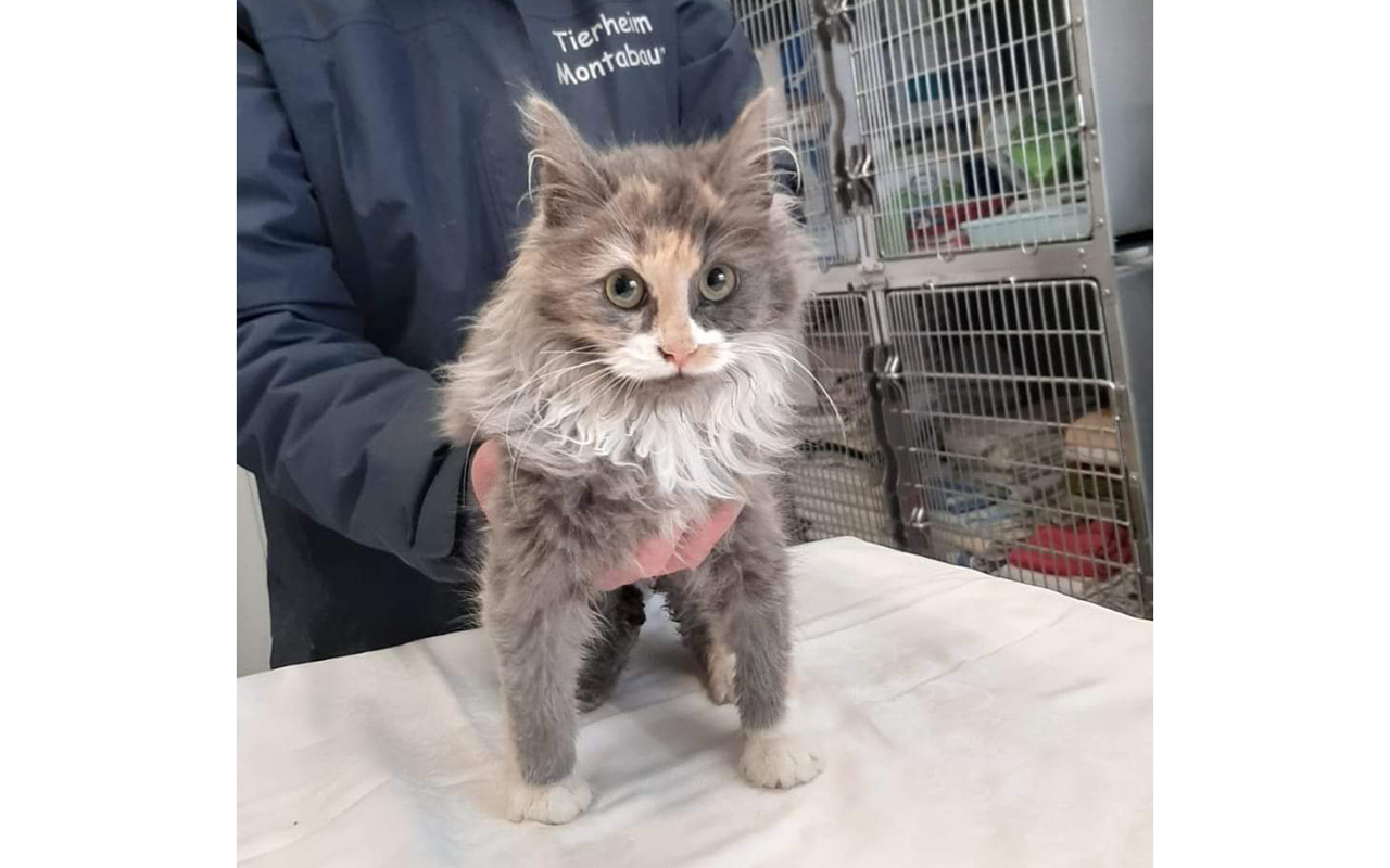 Die Fundkatze mchte zu ihrem Besitzer zurck. (Foto: Tierheim)