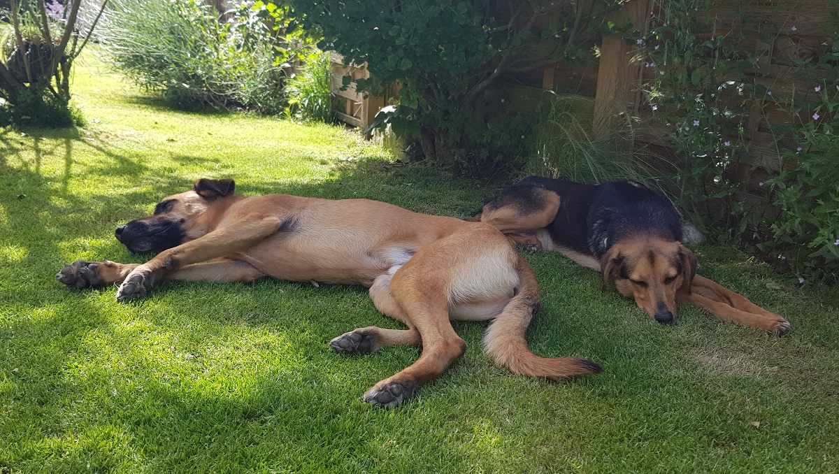 Wenn mglich, sollten Tiere es sich aussuchen knnen, ob sie sich gerade bei sommerlichen Temperaturen und Hitze im Schatten, Halbschatten oder auch mal kurz in der Sonne aufhalten mchten. (Foto: Tierschutz Siebengebirge)