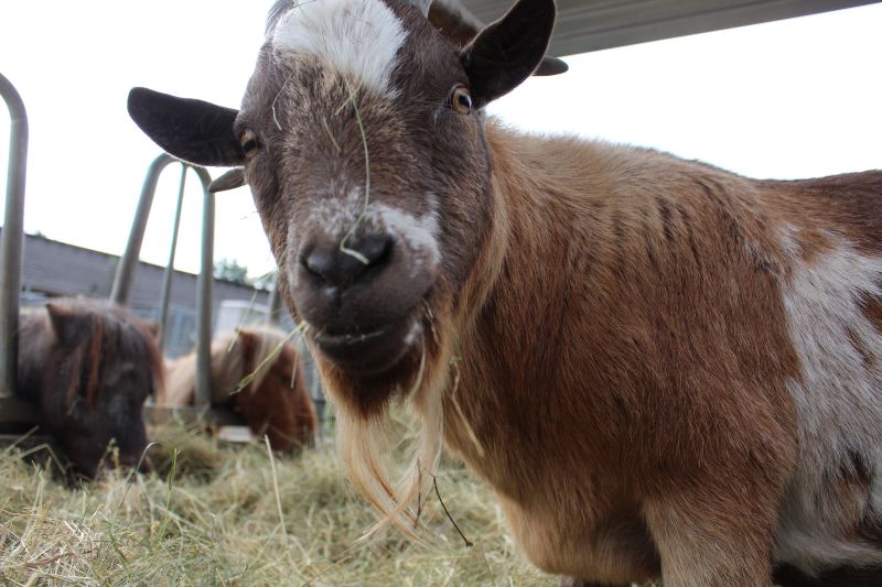 Ziegenbock Bernhard guckt schon mal erwartungsfroh: Er fnde es bestimmt toll, wenn die Menschen in diesem Jahr dem Tierschutz spenden. Bild: Mons & Tabor Tierschutz e.V.