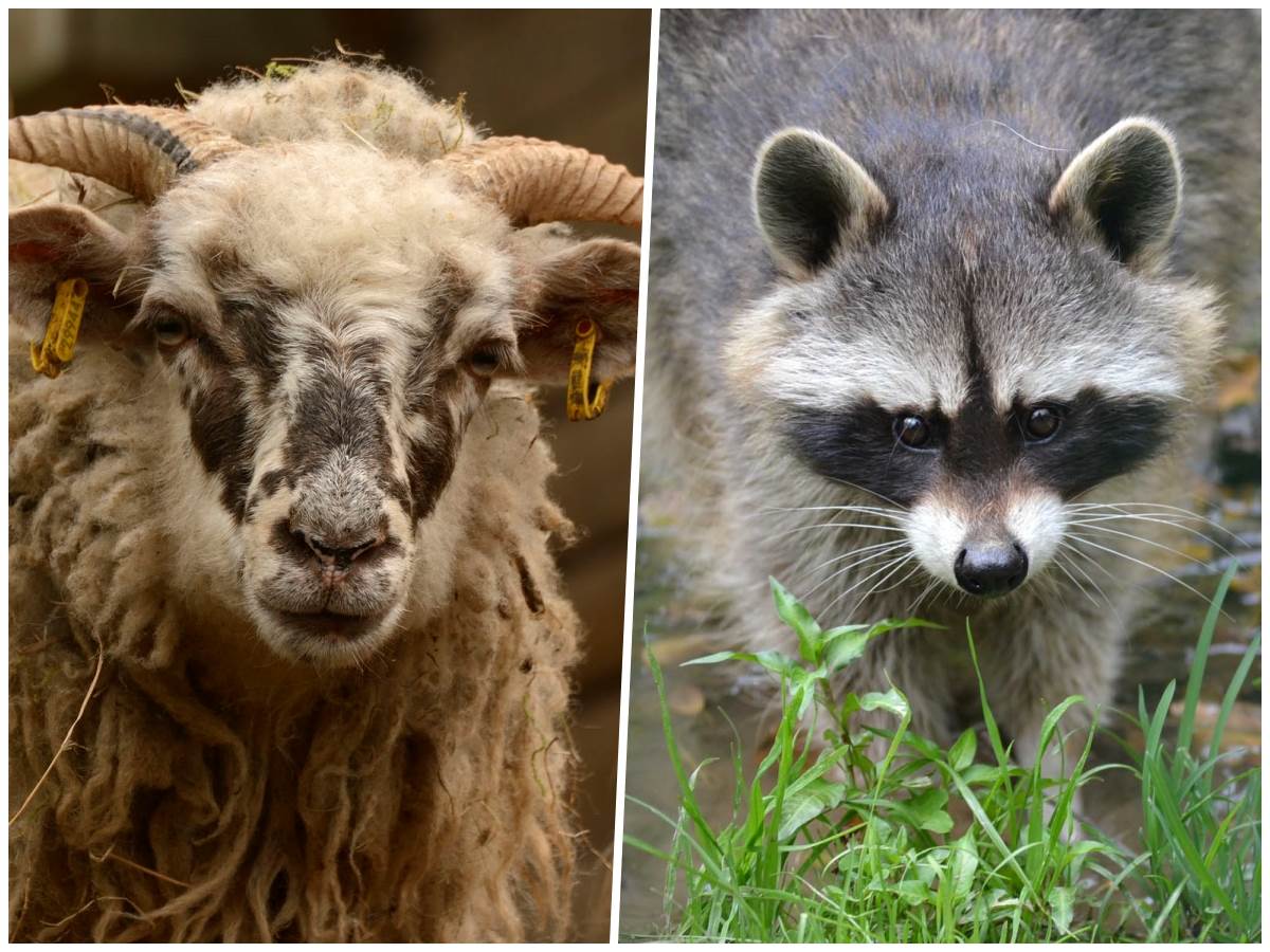 Eindrcke aus dem Tierpark Niederfischbach. (Fotos: Tierpark) 