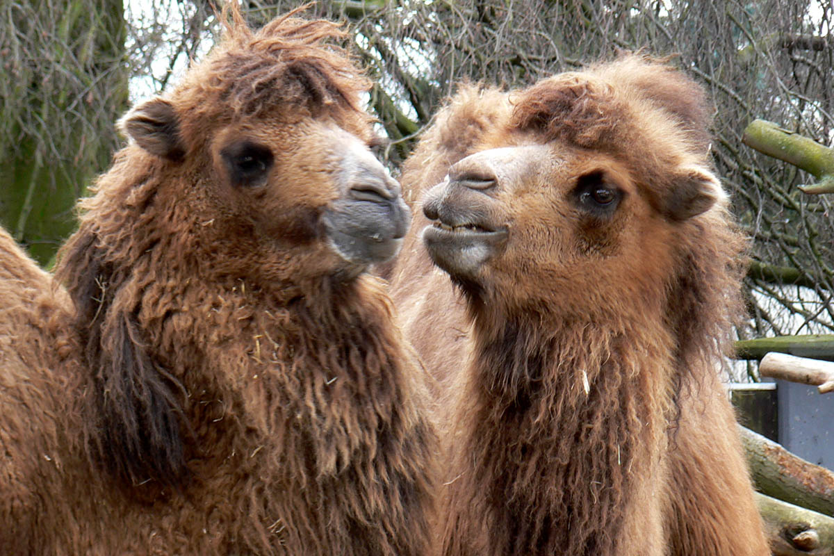 Zoo Neuwied: 40 Jahre Trampeltierhaltung gehen zu Ende