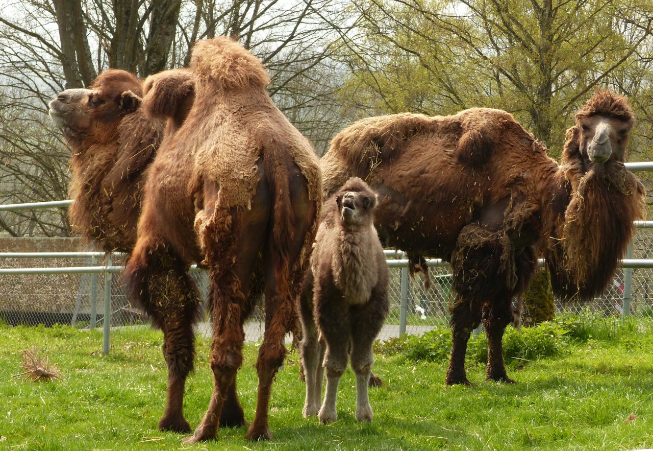 Zoo Neuwied: Neues Jahr, neuer Versuch