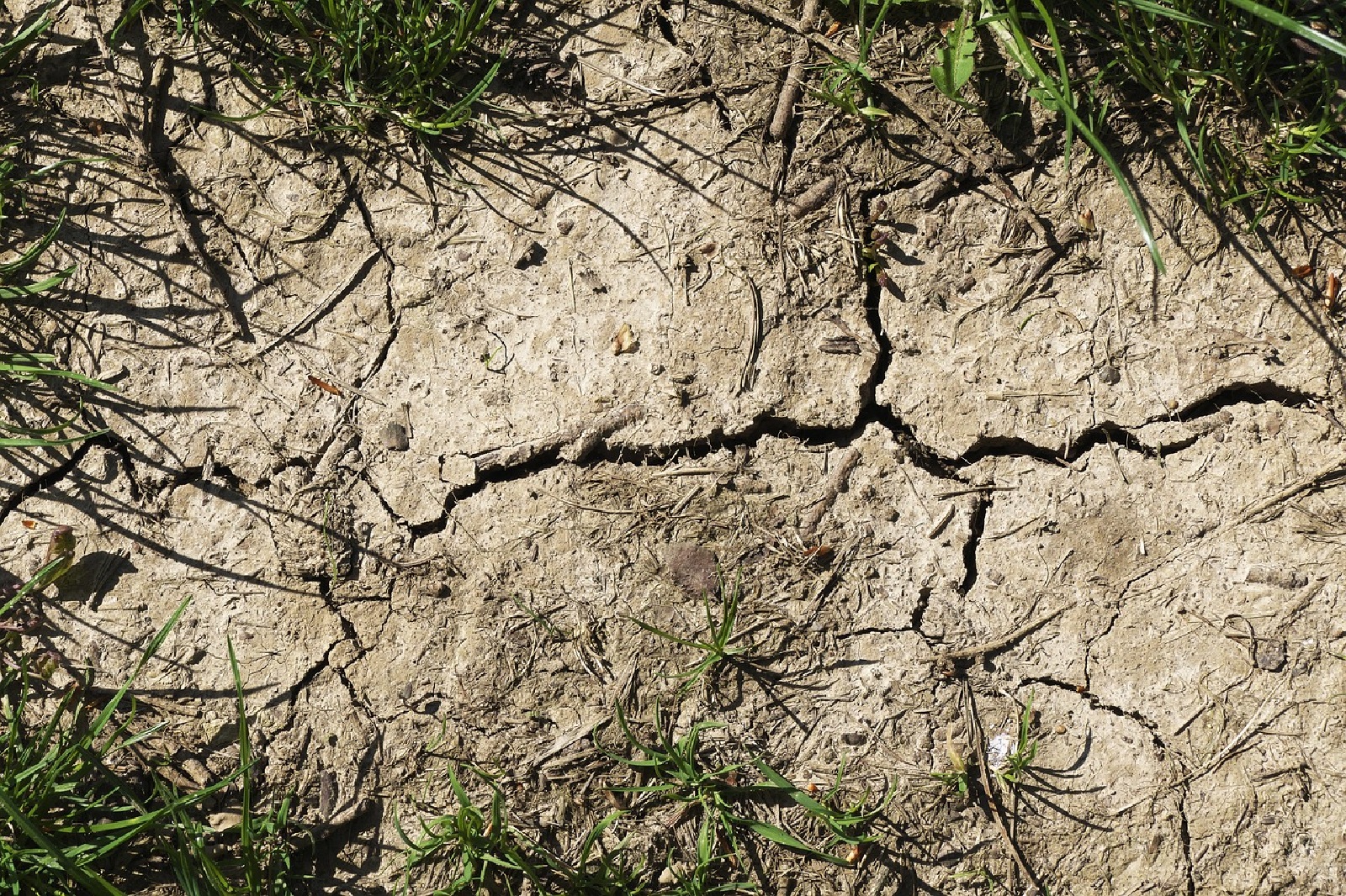 Trockenheit in Rheinland-Pfalz: Fnf Tipps zum Schutz von Natur und Tieren