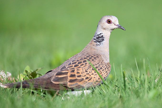 Namenswettbewerb zum Vogel des Jahres 2020: Turteltaube