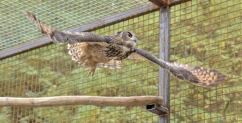 Stffel-Park wird zur kniglichen Residenz 