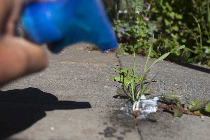 Was hat Nicole denn da in der Sprhflasche gegen das Unkraut? Foto: pr