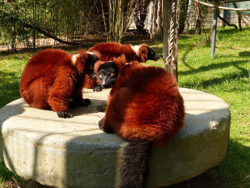 Mnnertausch im Zoo Neuwied: Wechsel bei den Roten Varis 