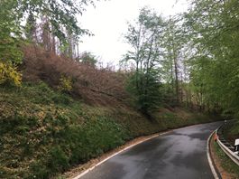 Verbleiben der gefllten Bume auf der Flche. Ein neuer Waldrand kann entstehen...Fotos: Tim Bettgenhuser, Forstamt Hachenburg