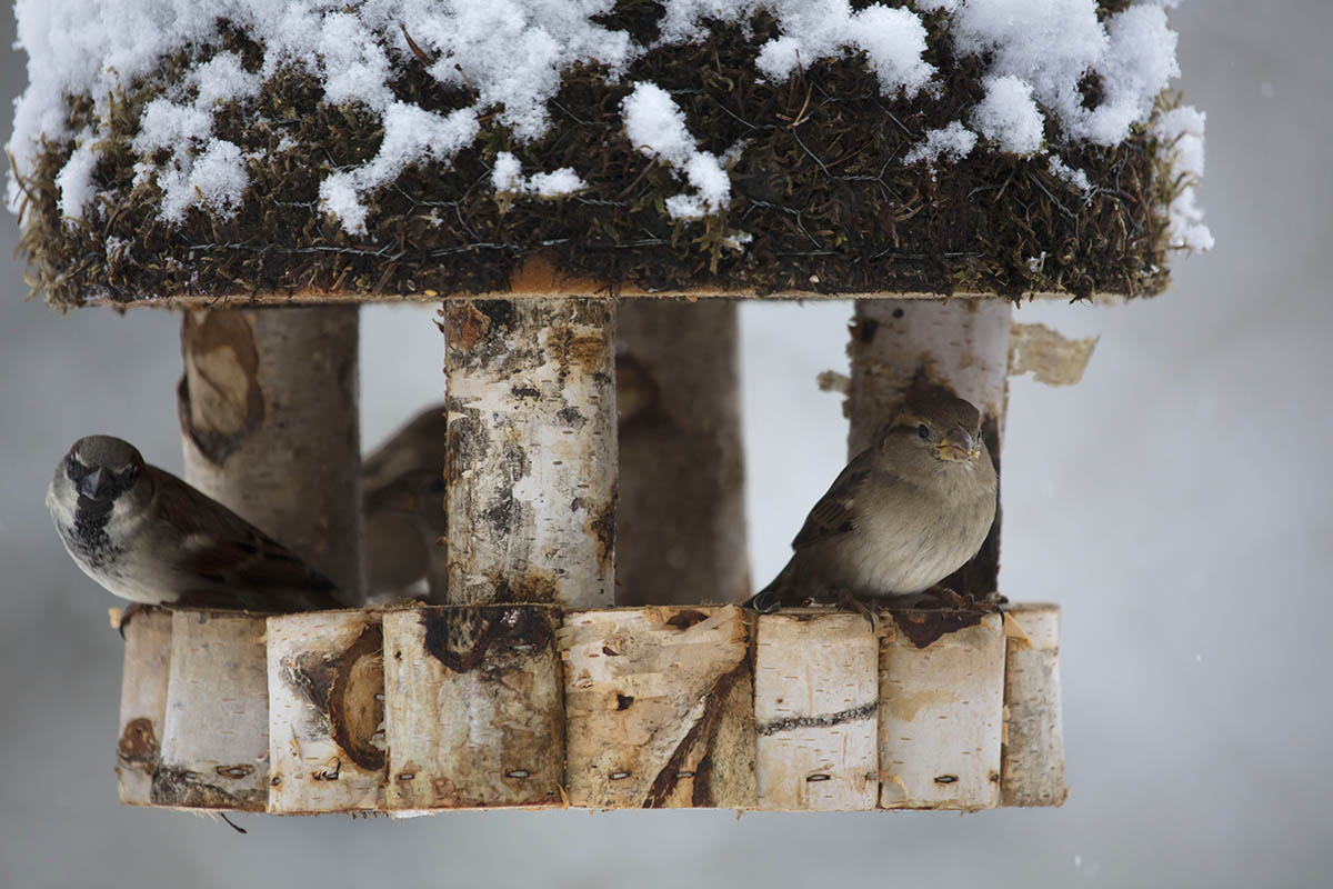 Endergebnisse der Stunde der Wintervgel liegen vor