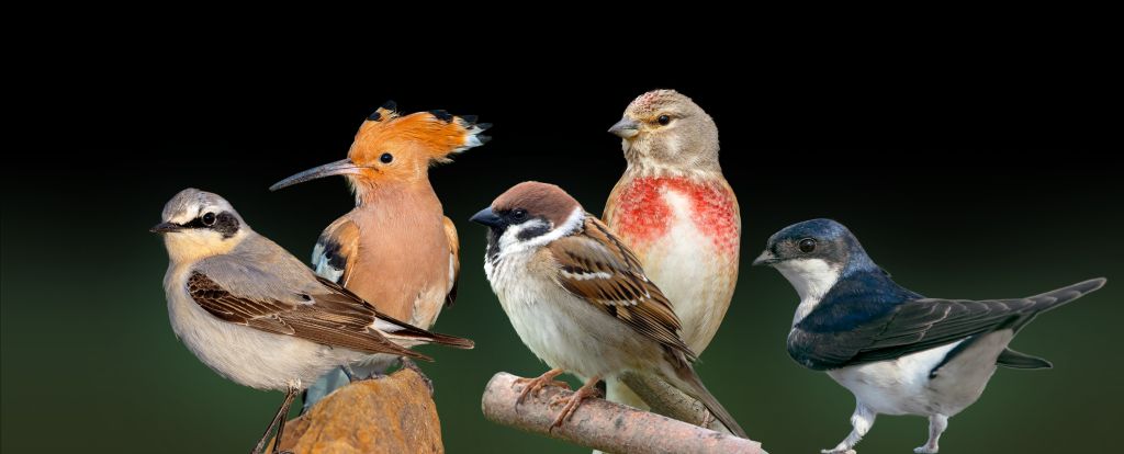 Die Kandidaten zum Vogel des Jahres. Foto: NABU