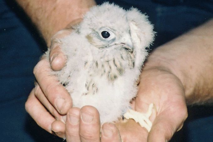 Junger Turmfalke. Foto: Monika Strukow-Hamel, NABU