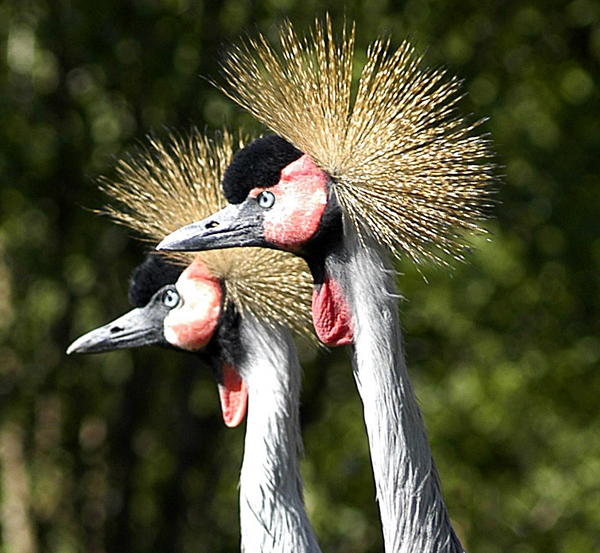 Kraniche im Zoo Neuwied zu bewundern