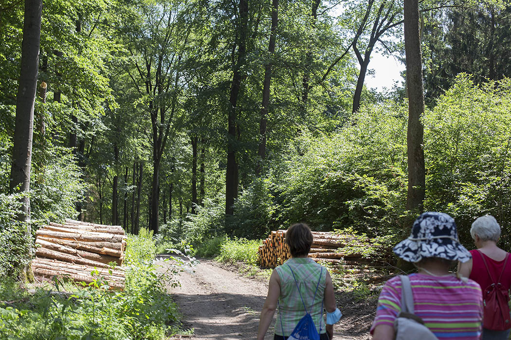 Wanderung im Stadtwald Giershofen