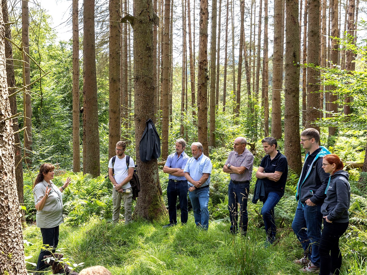 Prozessschutz: Totes Holz spendet Leben