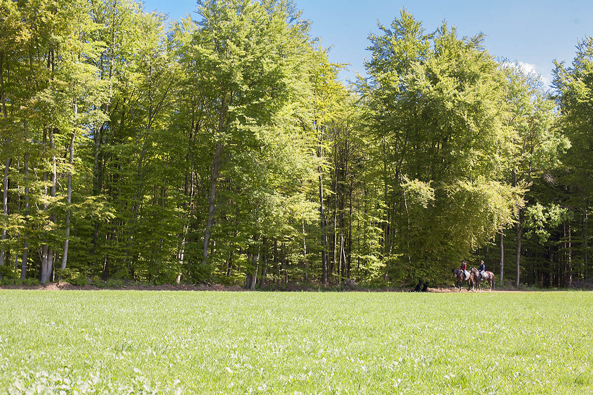 Befragung Waldbesitzer der VGs Unkel, Bad Hnningen und Linz