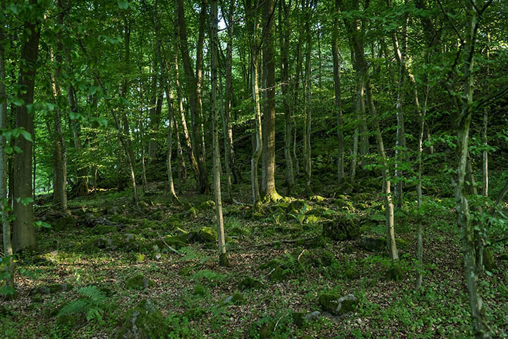 Waldbaden im Wiedtal und im Rengsdorfer Land 