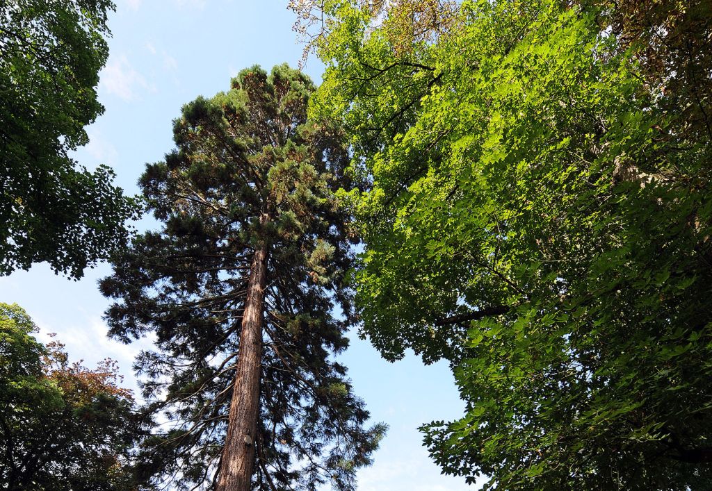 Waldbaden: Stressreduzierer und Stimmungsheber