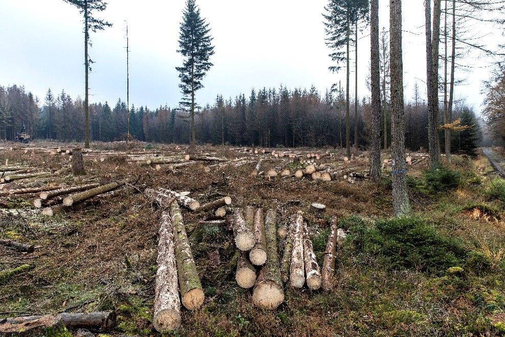 Bundeswaldprämie an VG Bad Marienberg für nachhaltige Wiederbewaldung
