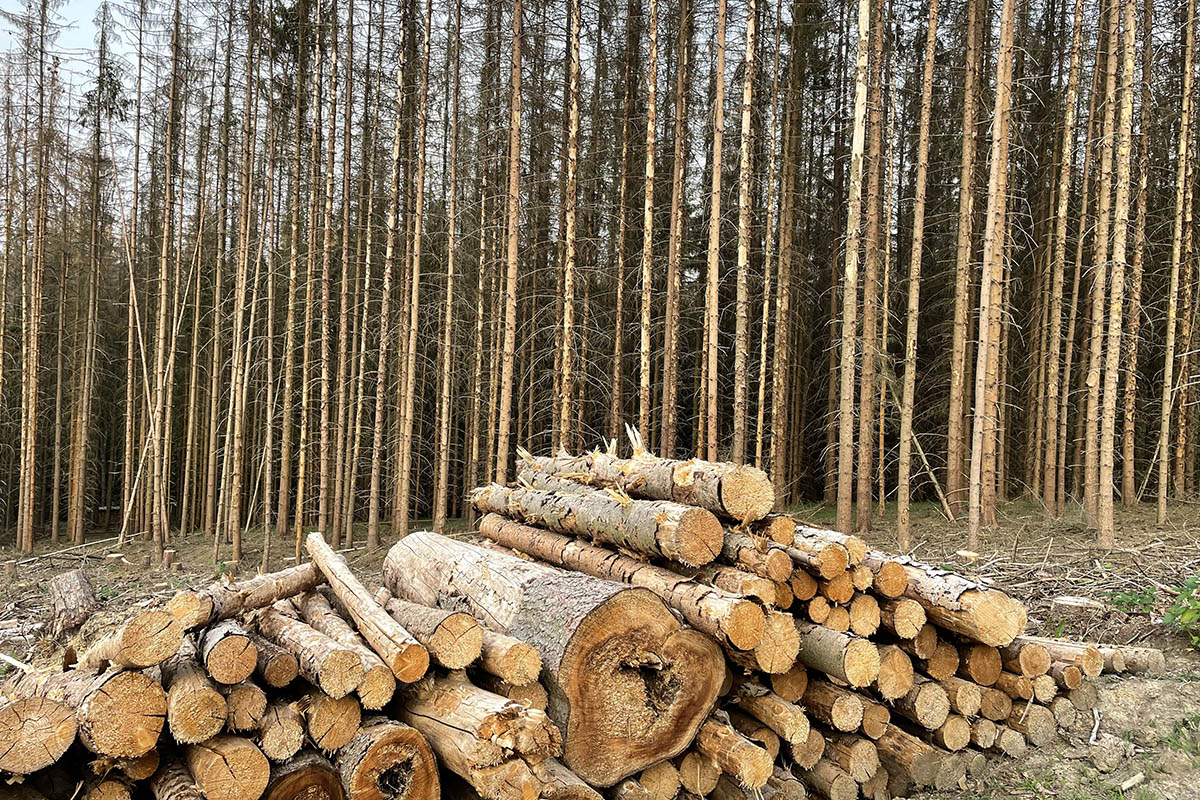 Wald in Waldbreitbach in verheerendem Zustand