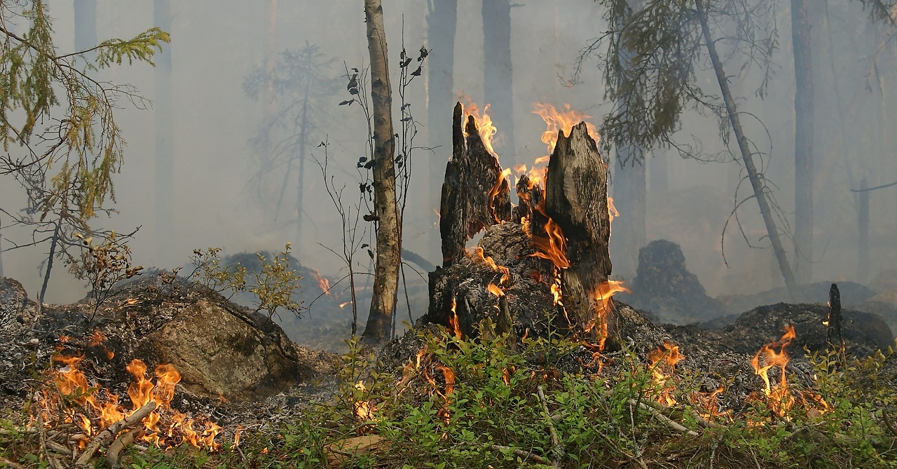 Presseerstmeldung: Brand in Waldgebiet bei Herdorf