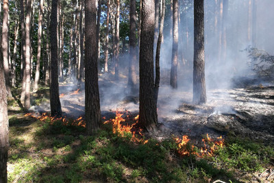 Forstministerium warnt vor Waldbrandgefahr im Land