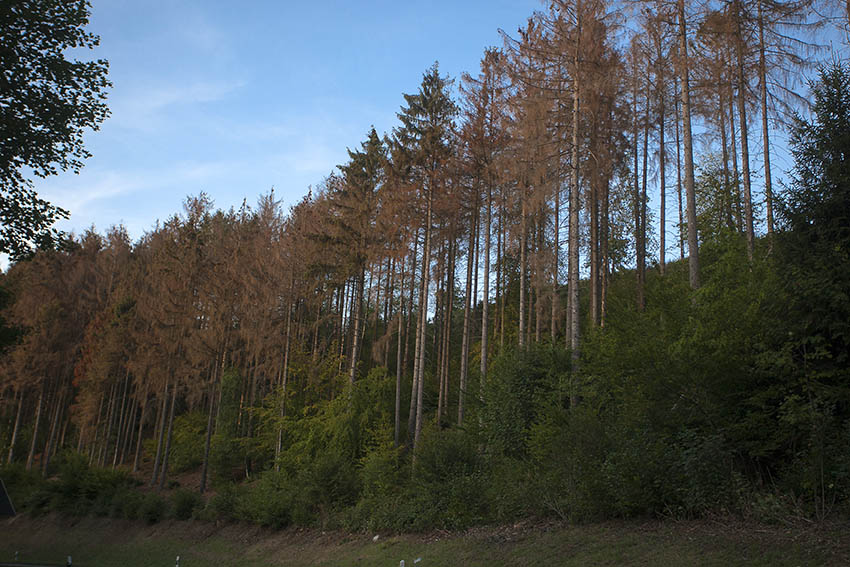 Eine Auswirkung der Klimavernderung, der kranke Wald. Foto: Wolfgang Tischler