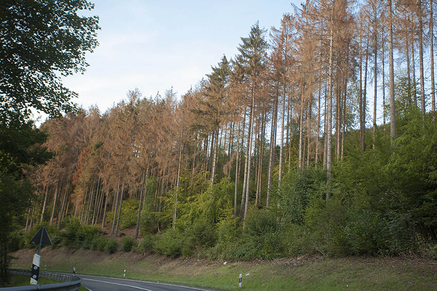 Der Klimawandel setzt unserem Wald zu. Foto: Wolfgang Tischler