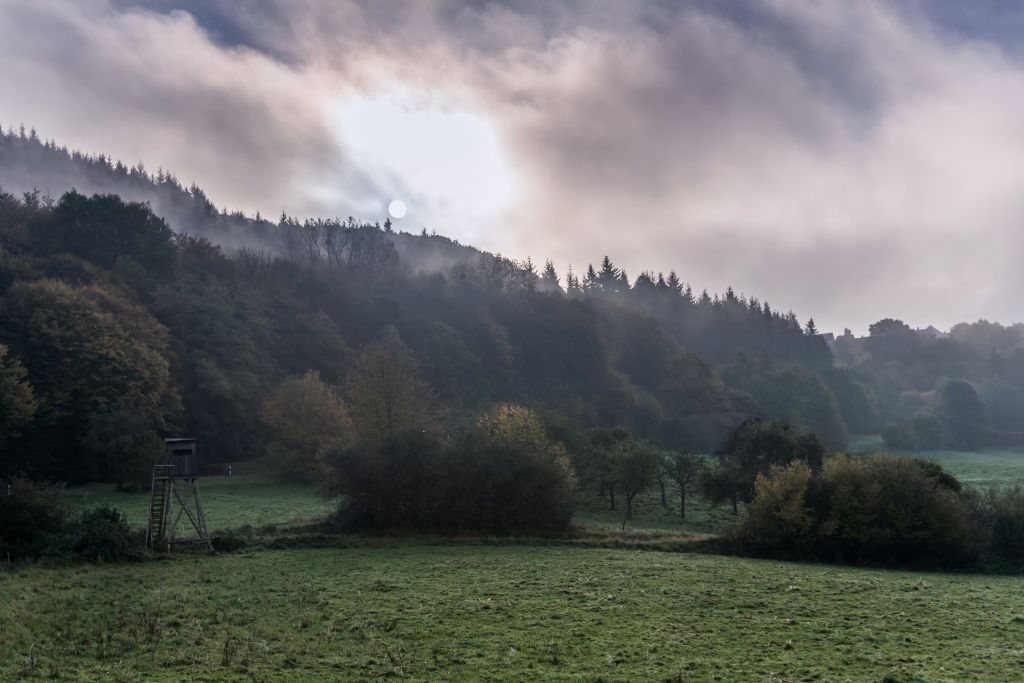 Geheimnisvoller Wald. Foto: Andreas Pacek / Touristik Verband Wiedtal