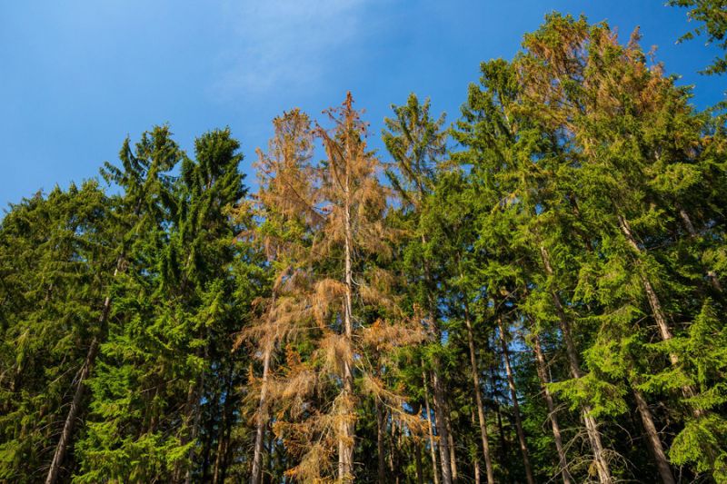 Waldschden;  igreen, J.Fieber