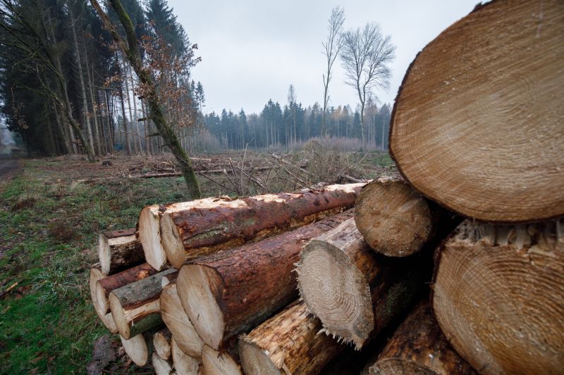 Wald bei Selters. Fotos: Peter Bongard