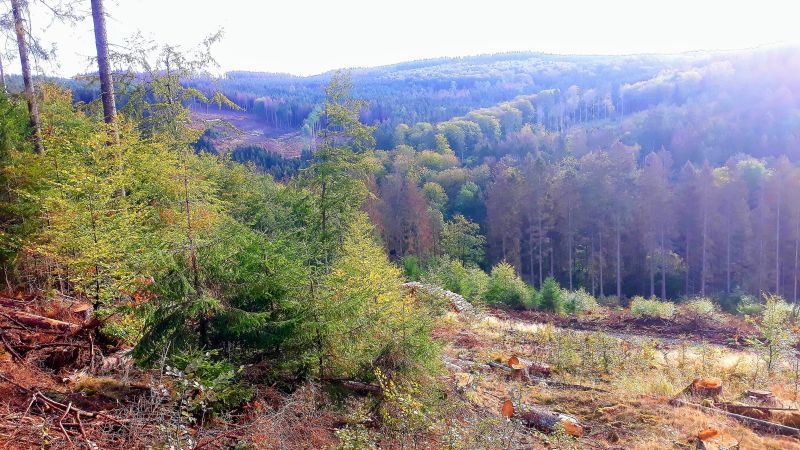 Westerwald. Foto: Dieter Jung, Forstamt Hachenburg