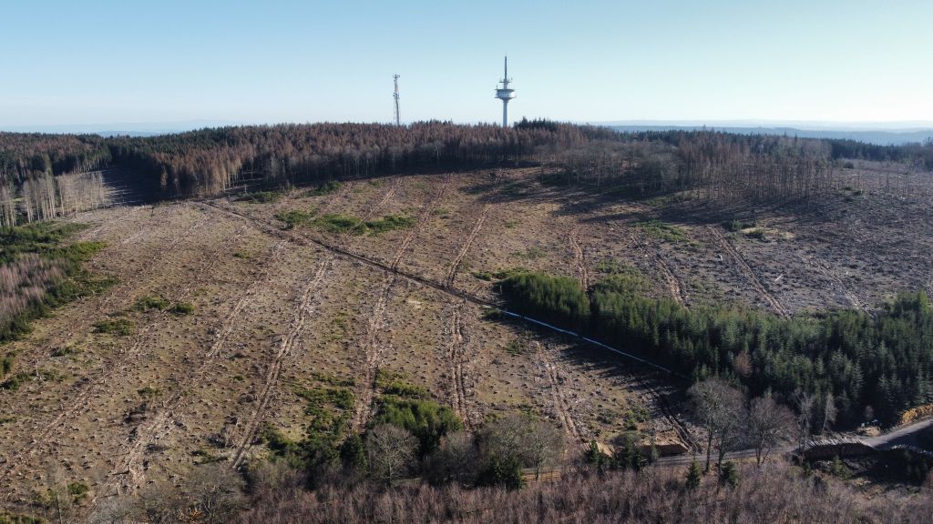 Zerstrter Wald  fehlendes Grundwasser