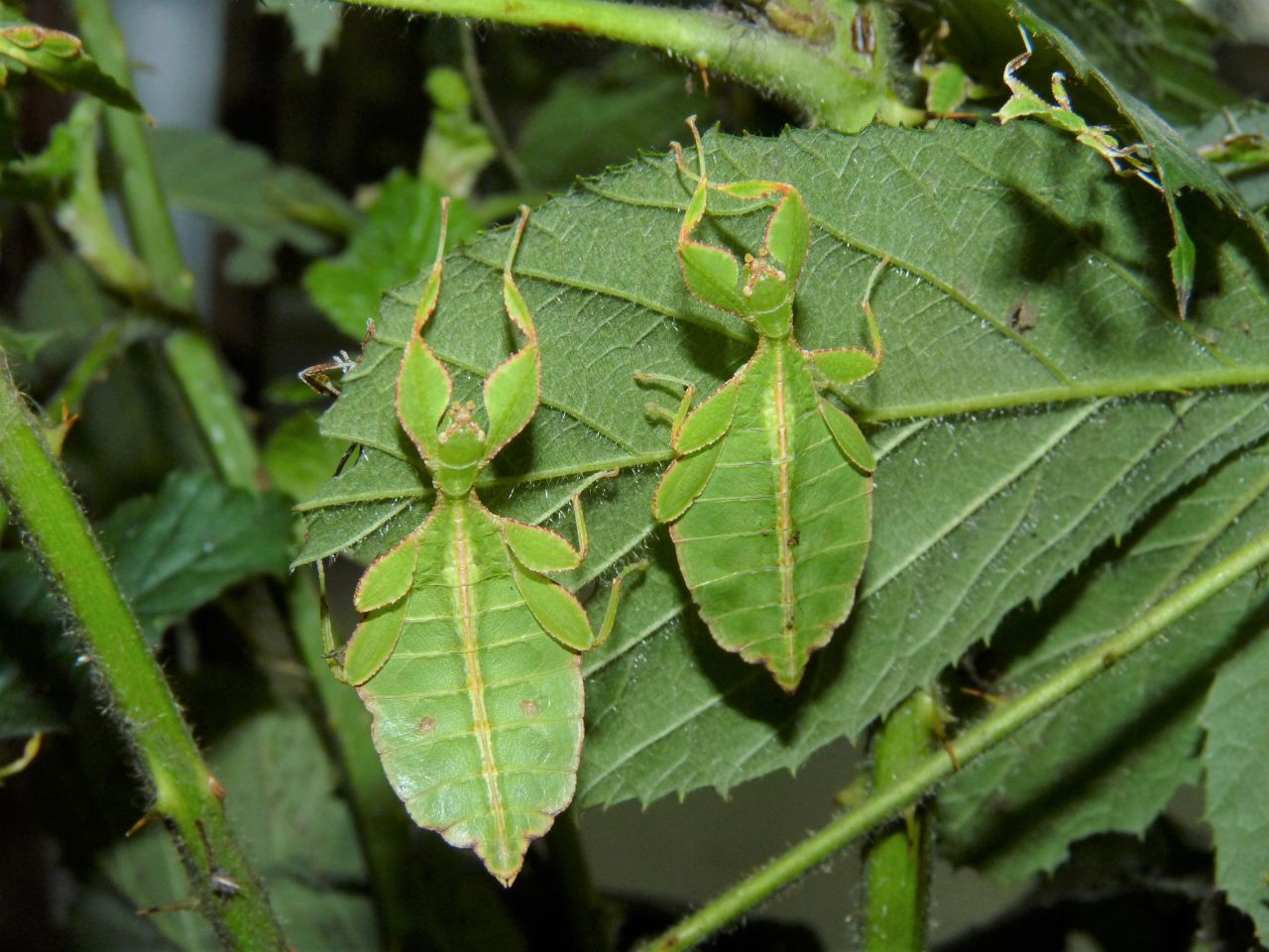 Insekten der Art "Wandelndes Blatt" verstecken sich unter und zwischen Blättern. Foto: Zoo Neuwied