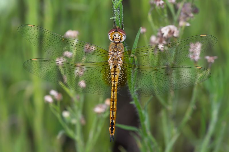 Weibchen der Wanderlibelle. Foto: Michael Post / GdO