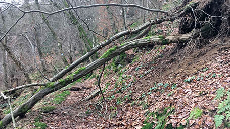 Wie hier auf dem Natursteig Sieg zwischen Eisengarten und Osenbach waren bzw. sind noch einige Waldwege beeintrchtigt. Foto: Matthias Weber