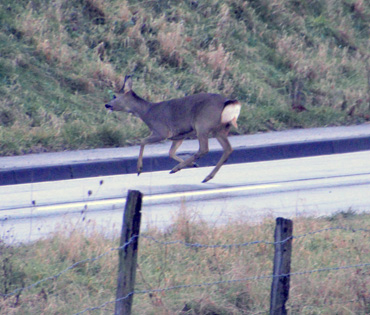 Im Frhling wird das Rehwild aktiv  Anstieg der Wildunflle