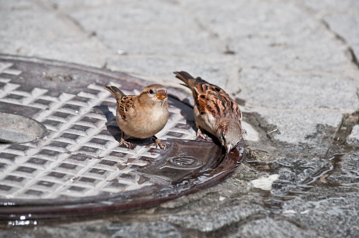 Bei den heien Temperaturen sollten die Wildtiere nicht vergessen werden. (Symbolbild)